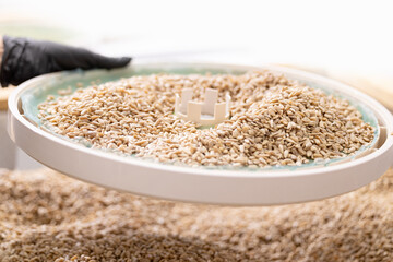 Fresh clean sunflower kernel seeds are drying for oil manufacturing process