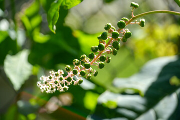 American pokeweed plant close up in summertime