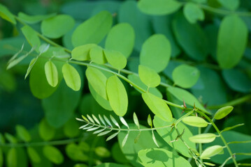 close up of phyllanthus niruri in  during summertime