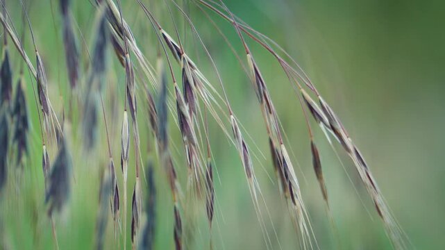 Wheat Stems In Field Detail