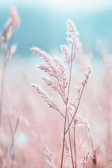 Delicate pink feathery stems of plants stand elegantly against a soft turquoise background under natural light.