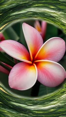 Close up pink plumeria flower background, nature abstract
