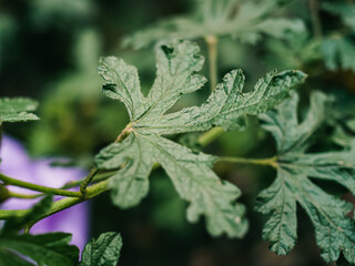 Plant foliage