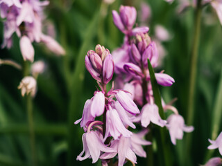 Spring flowers in the garden