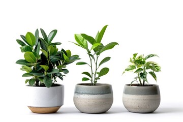 Fototapeta premium Three small potted plants sit together on a white background, perfect for interior design or still life photography