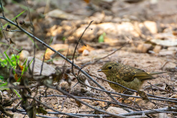 Juvenil de Petirrojo Europeo entre la Vegetaci&oacute;n