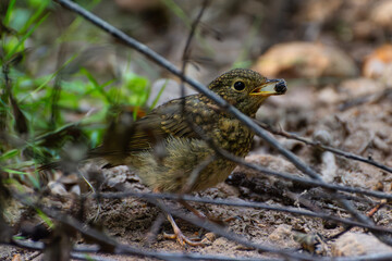 Juvenil de Petirrojo Europeo entre la Vegetación