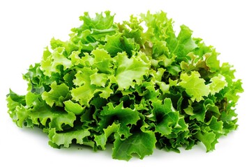 Fototapeta premium A single head of crisp lettuce sits on a clean white surface, ready for use or decoration