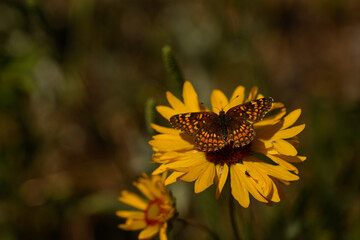 Butterfly on yellow flower 