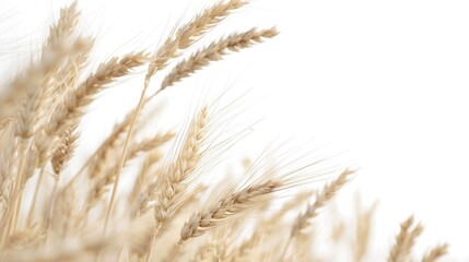 Fototapeta premium A close-up shot of a bunch of wheat