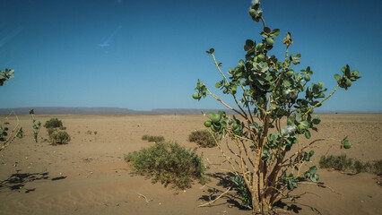 Obraz premium The Sahara Desert en route to Erg Chigaga in Morocco