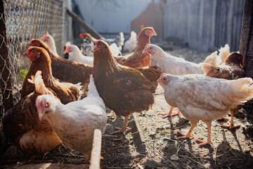 Chickens Standing in a Barn. A group of chickens are gathered together, standing around in a barn.
