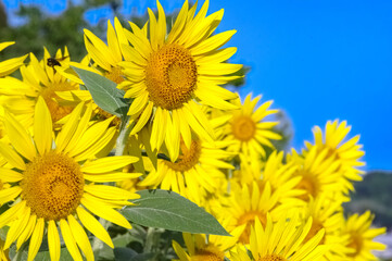 ヒマワリの花と青い空