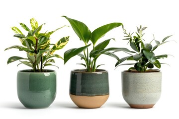 Obraz premium Three small potted plants on a white background