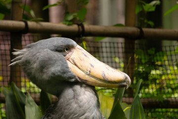 Beautiful shoebill posing for the picture. The bird has such a large beak and almost looks to be smiling. The gray feathers look a little ruffled and the yellow eyes makes him look mischievous.