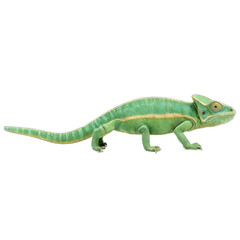 chameleon on a white background transparent png