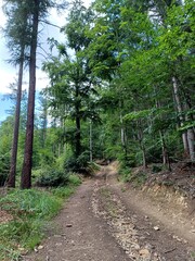 poland, central sudetes, mountains, polish mountains, wielka sowa, trekking, lower silesia, forest, polish woods, polish forest, owl mountains © Paulina
