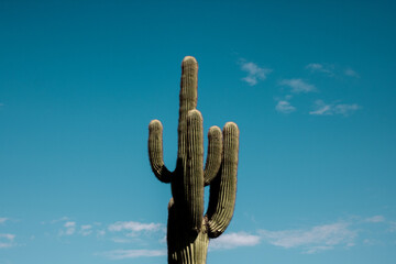 Saguaro Cactus