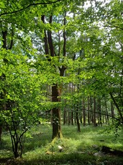 poland, central sudetes, mountains, polish mountains, wielka sowa, trekking, lower silesia, forest, polish woods, polish forest, owl mountains © Paulina
