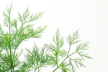 Naklejka premium A detailed shot of a plant with green leaves, ideal for illustration and design purposes