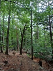 poland, central sudetes, mountains, polish mountains, wielka sowa, trekking, lower silesia, forest, polish woods, polish forest, owl mountains © Paulina