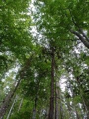 from below, tree crowns, poland, central sudetes, mountains, polish mountains, wielka sowa, trekking, lower silesia, forest, polish woods, polish forest, owl mountains © Paulina