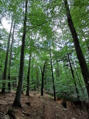 poland, central sudetes, mountains, polish mountains, wielka sowa, trekking, lower silesia, forest, polish woods, polish forest, owl mountains © Paulina