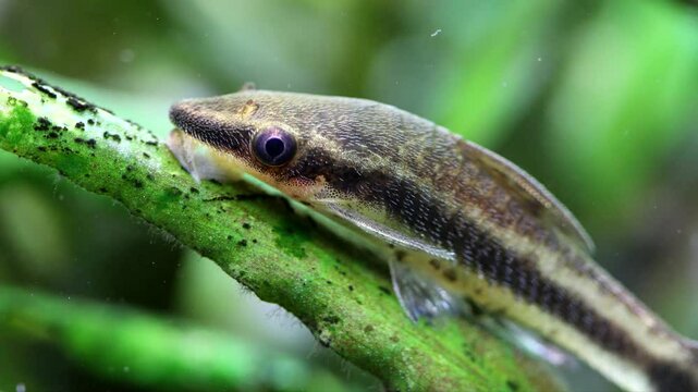 Otocinclus affinis macro view. An aquarium fish, a catfish, is resting on a cryptocoryne leaf, the current from the pump sways the plants and the fish swims away