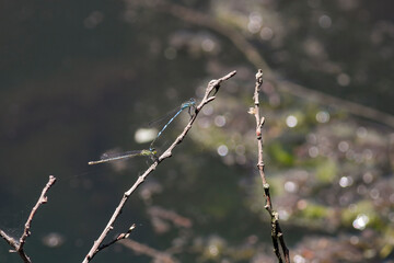 Beautiful damselfly mating