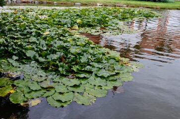 pond with blooming lotuses water lily