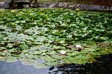 pond with blooming lotuses water lily