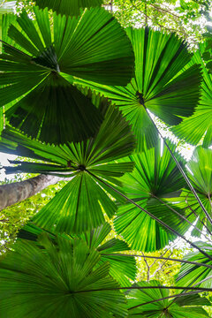Palm trees in tropical rainforest in Daintree River National Park in Queensland, Australia. 