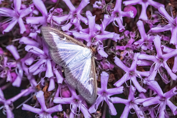 Buchsbaumz&uuml;nsler Cydalima