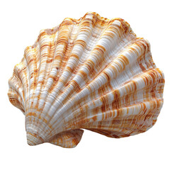 patterned shell.