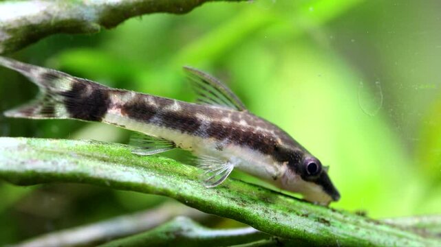 Aquarium fish Otocinclus affinis, catfish eats algae that grow on a cryptocoryne leaf,  macro view. 