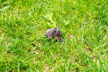 Thrush young bird in the green grass at spring. Thrush baby bird fell from its nest.