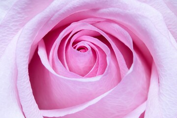 Macro shot of a single pink rose.
