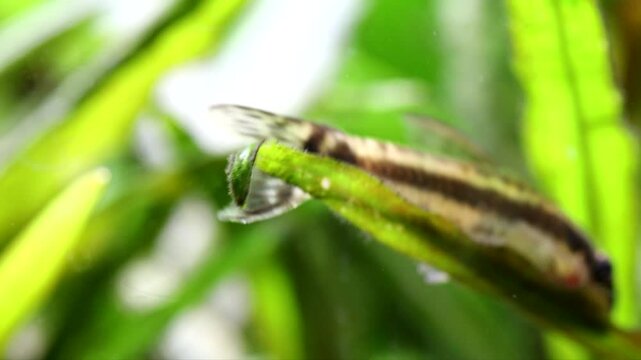 An aquarium fish otocinclus affinis, a catfish, is resting on a leaf, suddenly turns around and starts eating algae that grow on a cryptocoryne leaf