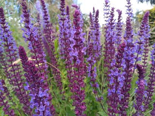 Fototapeta premium Salvia Nemorosa, Wildflower, woodland sage, purple flower, british meadow, suffolk, uk, summer 2024
