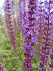 Salvia Nemorosa, Wildflower, woodland sage, purple flower, british meadow, suffolk, uk, summer 2024