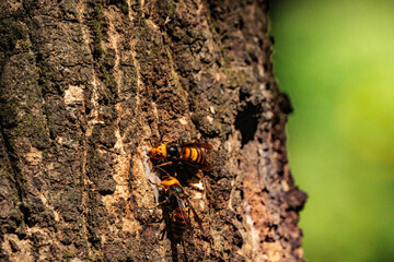 樹液に集まるスズメバチ