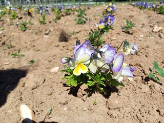 Viola flowers, mini viola, pansy, garden