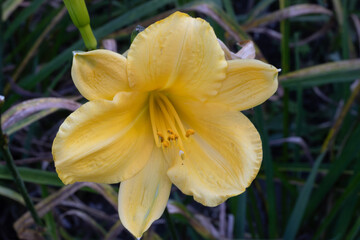 Fototapeta premium CABEZA DE FLOR. LA FLOR ES DE COLOR AMARILLO. NATURAL. FONDO OSCURO. CONTRASTE. HEMEROCALLIS. LIRIO DE RIO.