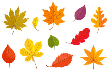 Autumn leaves collection in bright colors: yellow, red, orange, and green. Vector illustration. Isolated on white background