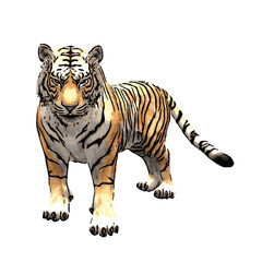 Bengal Tiger animal vector ilustration design isolated 