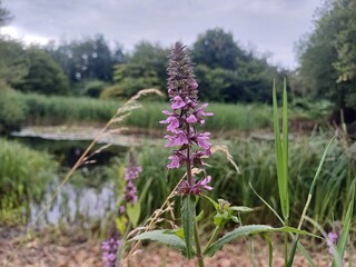 Stachys Palustris, Marsh Woundwort. Beautiful pink flower photographed in East Town Park in Haverhill, Suffolk UK, pond, marsh flower, summer 2024