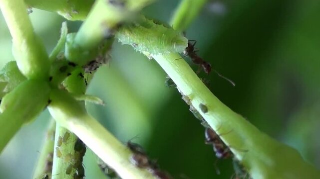 Ants working on a branch full of aphids with a nearby caterpillar