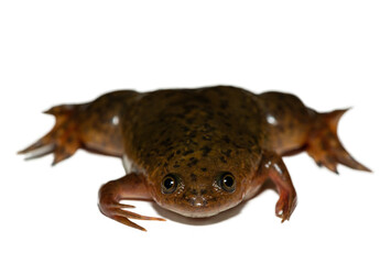 A cute Common Platanna, also known as the African Clawed Frog (Xenopus laevis) against a white background