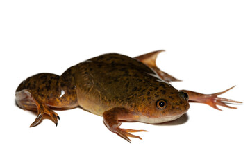 A cute Common Platanna, also known as the African Clawed Frog (Xenopus laevis) against a white background