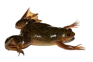 A cute Common Platanna, also known as the African Clawed Frog (Xenopus laevis) against a white...